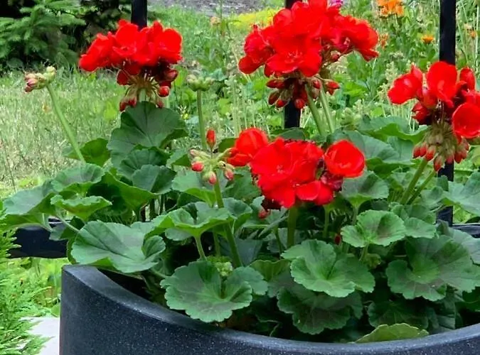 Mona Lisa Apartment *